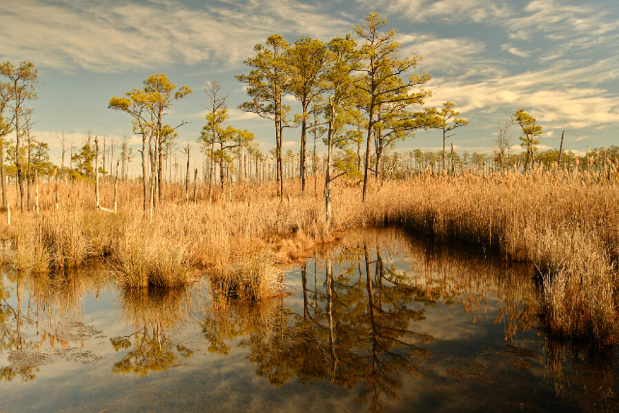 Ghost Forests Emerging Along the Chesapeake Bay